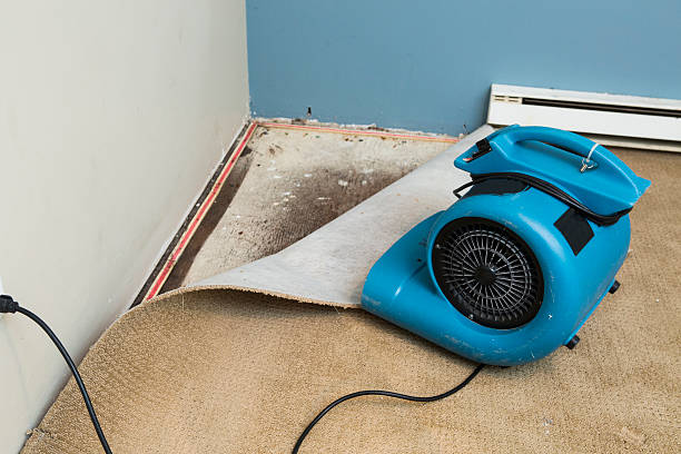 Best Mold removal after water damage  in Palatka, FL